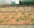 Greenfix Mulchmat and Mulchspats  4