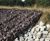 Rock Rolls - rock-filled netting for riverbank & shoreline erosion control 1
