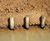 Coir rolls - natural coconut fibre erosion control for riverbanks and ponds 2