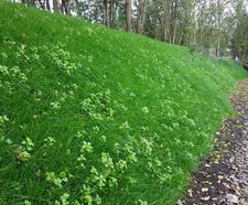 Erosion control for a steep sloped bund in Warwickshire