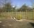 Hit and Miss horizontal timber fencing 11
