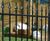 Barbican Imperial® residential railings 5