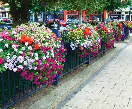 Three great reasons to celebrate Britain in Bloom 2022