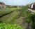 SuDS scheme, housing development, Hampshire 3