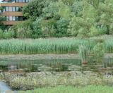 Downstream Defender® saves Shortwood Pond from pollution - on this page