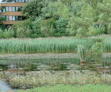 Downstream Defender® saves Shortwood Pond from pollution