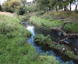Protecting waterways and wildlife at Richmond Park - on this page