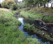 Protecting waterways and wildlife at Richmond Park
