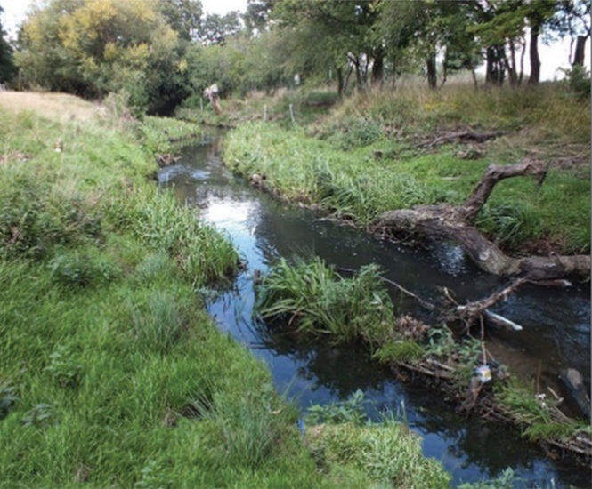 Protecting waterways and wildlife at Richmond Park