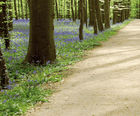 Golden Cotswold self-binding gravel