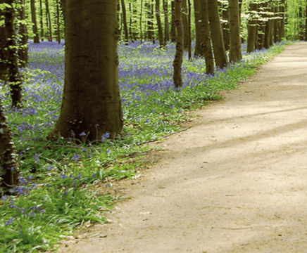 Golden Cotswold self-binding gravel