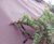 Ecotex MulchMat™ biodegradable weed control fabric 6