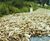 Covertex™ weed control ground cover fabric 7