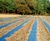 Covertex™ weed control ground cover fabric 9