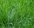 GrassMat Supreme - biodegradable seeded mat for erosion control 1
