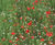 GrassMat Supreme - biodegradable seeded mat for erosion control 7