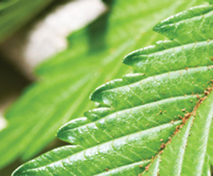 Hemp fabric nominated for Best Product in SBID awards