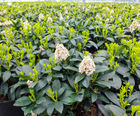Evergreen and deciduous shrubs