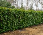 Evergreen and deciduous hedging plants