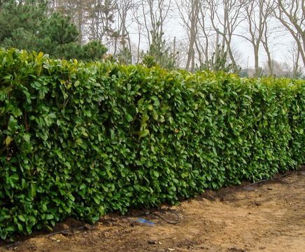 Evergreen and deciduous hedging plants