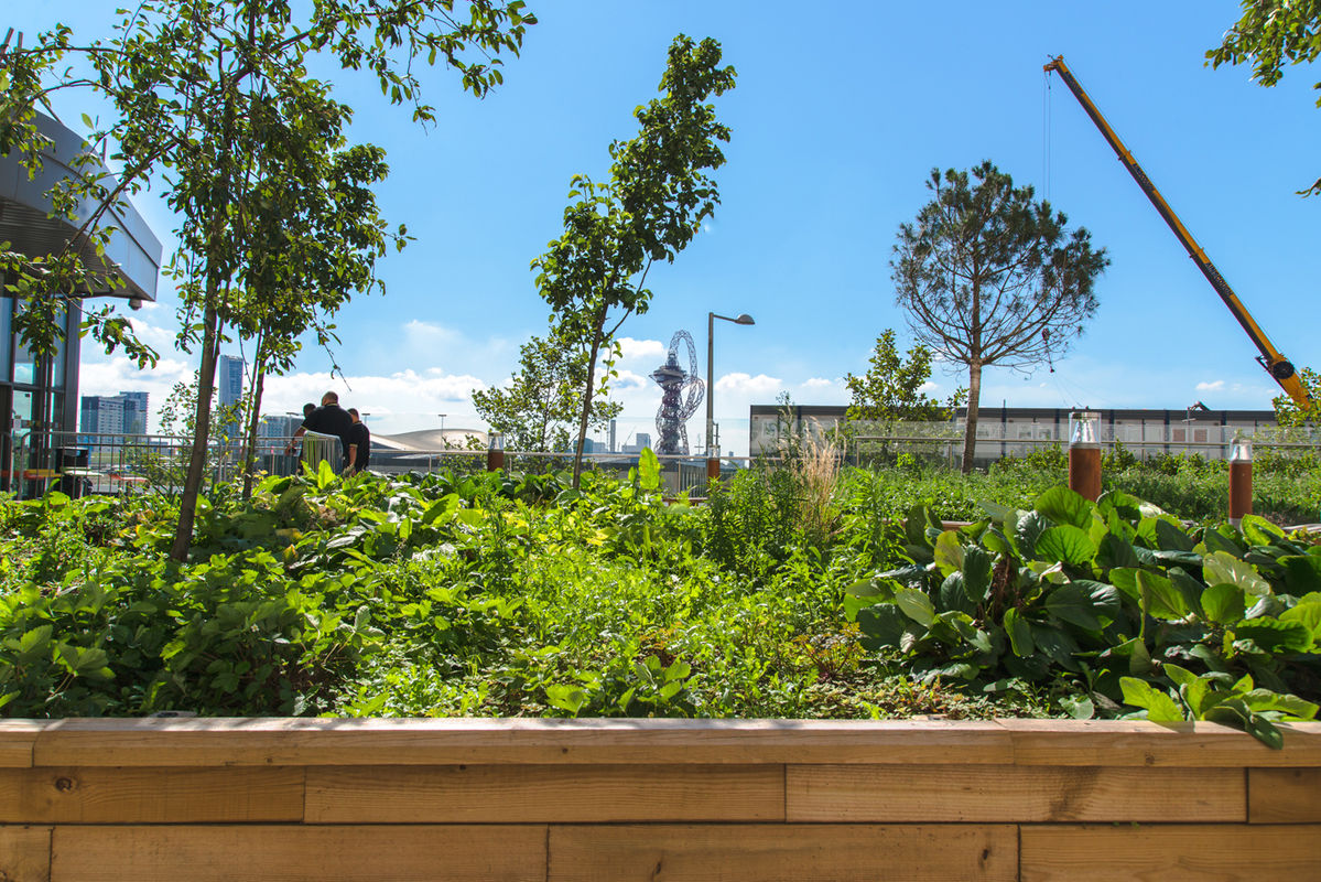 Images for Raised planter beds for Stratford student