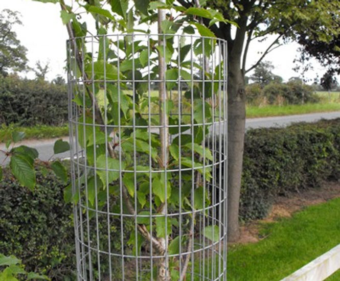 Steel mesh tree guards