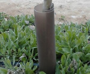 Strimmer Guard - protection for the bases of young trees
