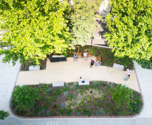 Rain garden for surface water management and biodiversity, Islington