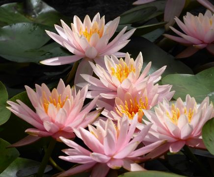 Water lilies