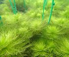 Oxygenating plants