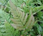 Ferns and moisture-loving plants for damp ground