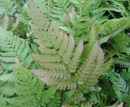Ferns and moisture-loving plants for damp ground