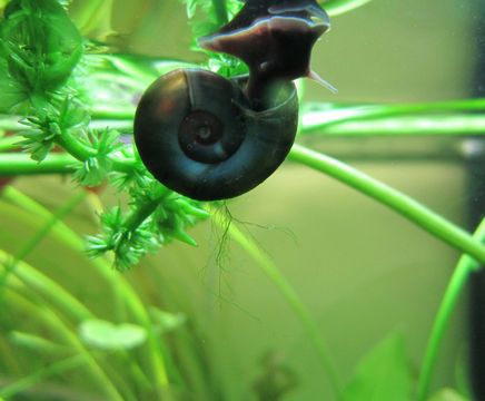 Aquatic livestock for ponds, rivers, lakes and canals