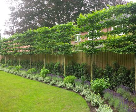 Pleached trees