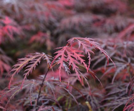 Ornamental specimen trees