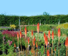 Herbaceous perennials