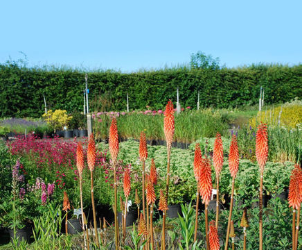 Herbaceous perennials