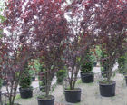 Semi-mature deciduous trees