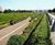 LeakyPipe Porous Soaker Hose Range - low maintenance irrigation systems 2