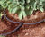 LeakyPipe Porous Soaker Hose Range - low maintenance irrigation systems 0