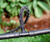 LeakyPipe Porous Soaker Hose Range - low maintenance irrigation systems 1