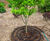 LeakyPipe® porous rubber soaker hoses for irrigation 2