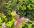 Sedum Mat - pre-grown vegetation mats for green roofs 9