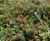 Sedum Mat - pre-grown vegetation mats for green roofs 4