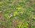 Sedum Mat - pre-grown vegetation mats for green roofs 5