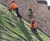 Steep slope turfing and stabilisation, Lincoln Castle 4