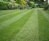 LT7 Festival - hardwearing turf for garden lawns and general landscaping - on this page