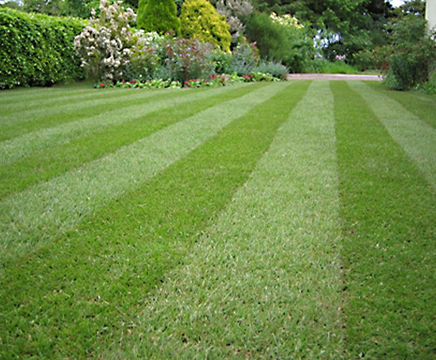 LT7 Festival - hardwearing turf for garden lawns and general landscaping