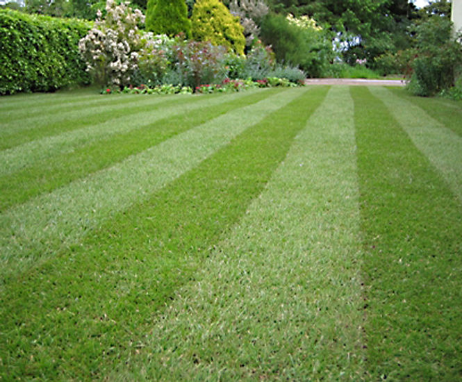 LT7 Festival - hardwearing turf for garden lawns and general landscaping