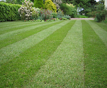 LT7 Festival - hardwearing turf for garden lawns and general landscaping